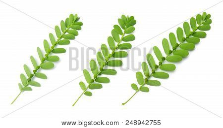 Vegetable And Herb, Fresh Phyllanthus Niruri, Gale Of The Wind, Seed Under Leaf Or Stonebreaker Leav