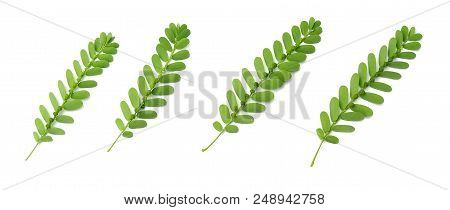 Vegetable And Herb, Fresh Phyllanthus Niruri, Gale Of The Wind, Seed Under Leaf Or Stonebreaker Leav