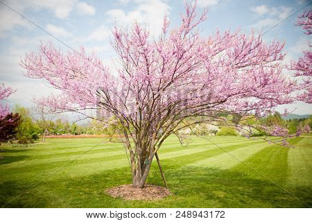 Cercis Griffithii (eastern Redbud) Is A Large Deciduous Shrub Or Small Tree, Native To Eastern North