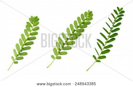 Vegetable And Herb, Fresh Phyllanthus Niruri, Gale Of The Wind, Seed Under Leaf Or Stonebreaker Leav