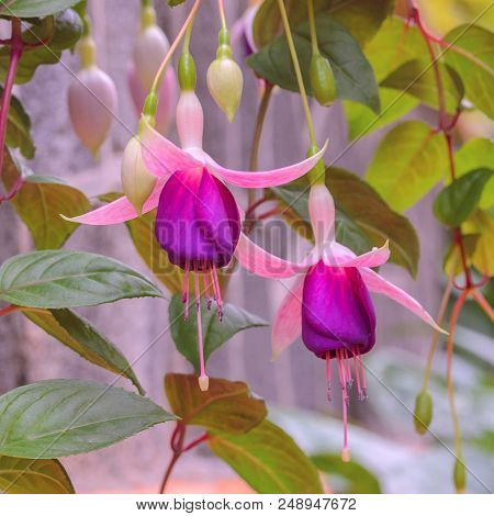 Beautiful fuchsia magellanica flowering plants in shades of pink, purple and white.  Hanging hardy o