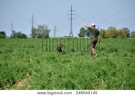 A Young Muscular Brown Hunting Dog Is Standing In A Point In The Field Among The Green Grass. A Spri