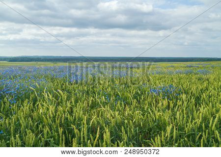 Cereal Meadow In Latvia.