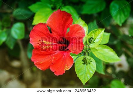 Red Hibiscus Flower In The Garden With Water Drops. Detail Of The Stamen And Pistil On Green Backgro