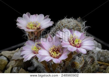 Cactus Rebutia Canacruzensis With Flower Isolated On Black.