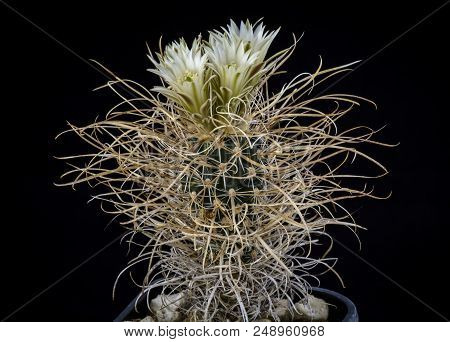 Cactus Toumeya Papyracantha With Flower Isolated On Black.