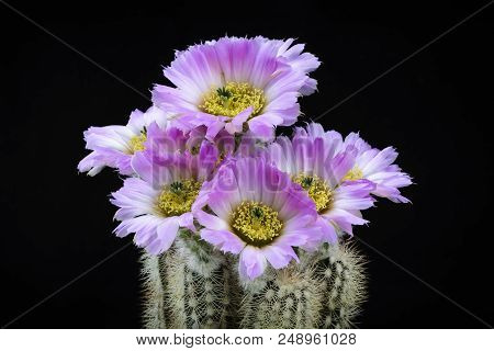 Cactus Echinocereus Reichenbachi Albispinus With Flower Isolated On Black.