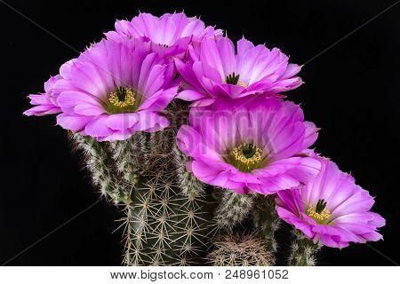 Cactus Echinocereus Pamanesiorum With Flower Isolated On Black.