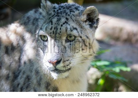 Snow Leopard - Irbis