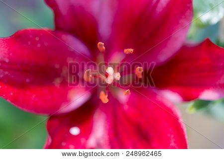 Beautiful Lily Flower In Bloom