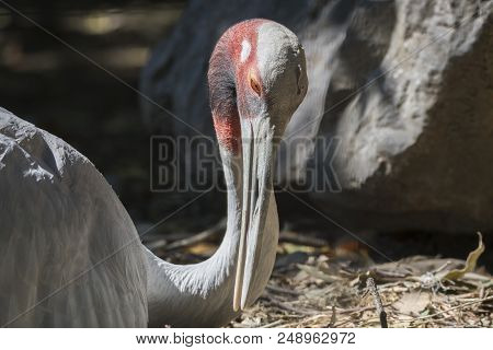 Antigone Crane Walking In The Farm