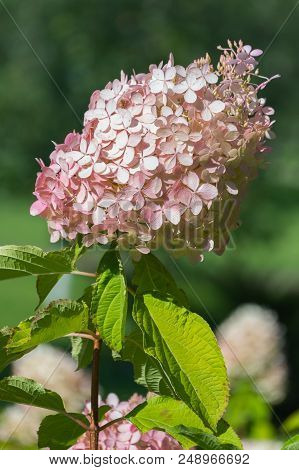 An Unusual Flower With Green Leaves With Delicate Little Pale Pink Petals Growing A Dense Cocoon Aro
