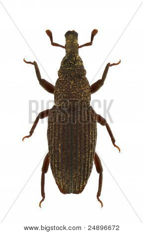 Dryophthorus Corticalis