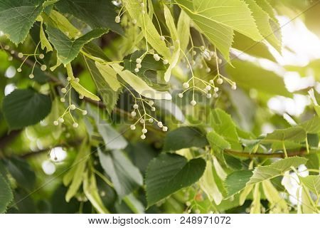 Linden Branch With Buds. Linden Tree In The Park.