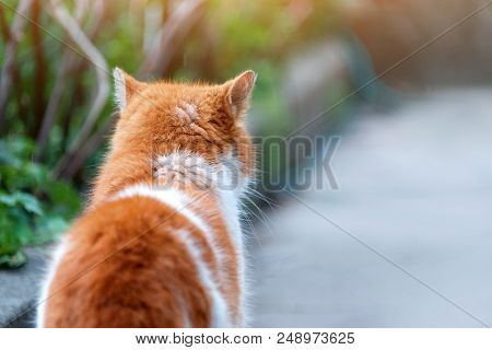 Red Cat Hunting In The Summer Garden.