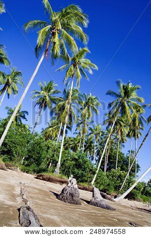  wind swept plam trees in sarawak borneo 