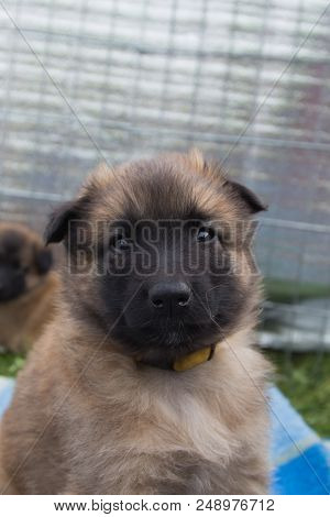 Portrait Of Tervuren Dog Outdoor From Belgium