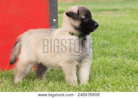 Portrait Of Tervuren Dog Outdoor From Belgium