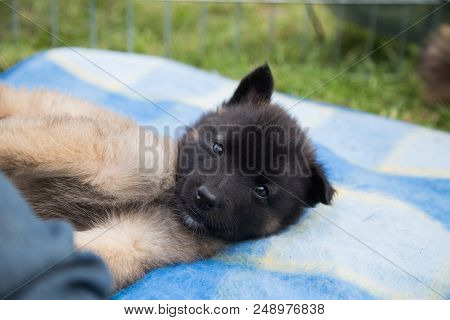 Portrait Of Tervuren Dog Outdoor From Belgium