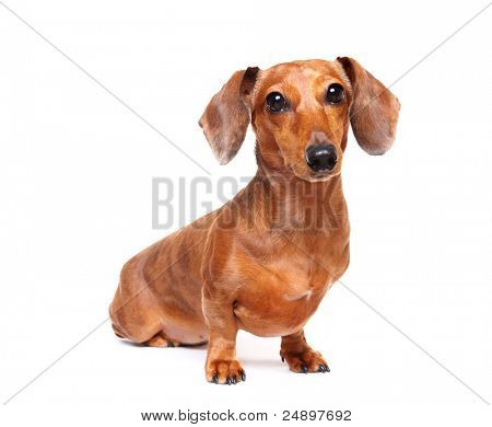gravhund hund