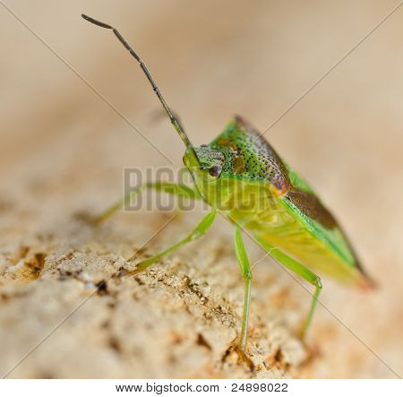 escudo bug acanthosoma haemorrhoidale