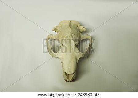 Animal Beaver Scull Isolated On White Background