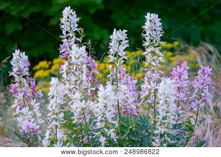 Beautiful Pink And White Lavender Flowers With Green Stems On A Deciduous Forest.