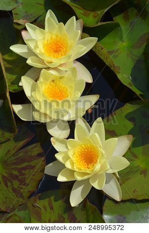 Yellow Water Lily Flower - Latin Name - Nymphaea X Marliacea Chromatella