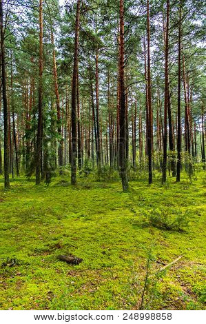 A Green Glade In A High Pine Forest Against The Blue Sky. Place Of Rest, Picnic And Travel