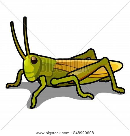 Green Grasshopper Isolated On A White Background. Locusts. Pests Of Agriculture. Vector Cartoon Clos