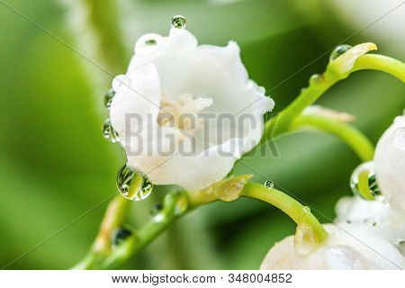 Flowers Beautiful Smell Lily Of The Valley Or May-lily With Drops After Rain. Inspirational Natural 