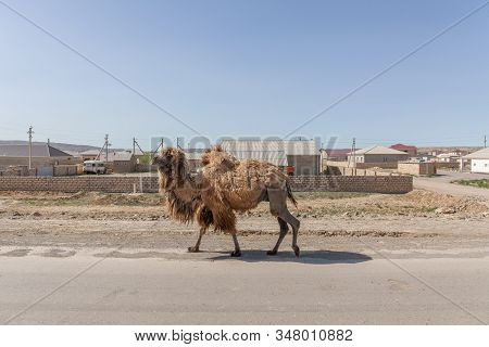 Camel Walking Near The Village In The Ustyurt Plateau. District Of Boszhir. The Bottom Of A Dry Ocea
