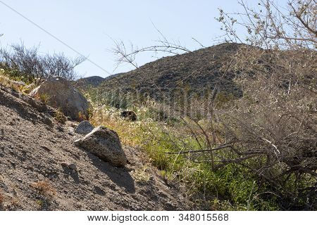 Southwest Desert Landscape With Desert Plants In Springtime, Camping, Hiking And Adventure In Spring