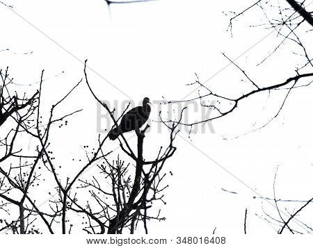 Making A Nest - In The Winter Time, Tons Of Birds Migrate From North To Texas. They Find Their Perfe