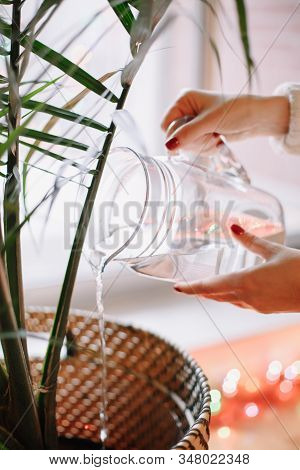 Closeup Of Woman Hands Pouring Water From Glass Jar On Green Home Plant In Pot. Large Houseplant How