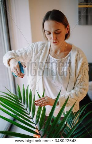Caucasian Woman Pouring Water From Sprinkler On Green Home Plant. Large Houseplant Howea Palm In Apa