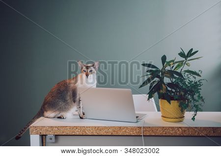 Cute Adorable Oriental Cat Sitting On Table At Home Office With Laptop. Domestic Animal Pet At Home 