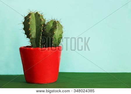 Cactus In A Red Pot Standing On A Green Surface In Front Of A Blue Background With Copy Space