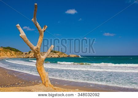 An Old Dead Tree On The Beach On The Black Sea Coast At Kilimli Bay, Near Agva, Sile, In North West 