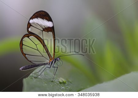 Beautiful Glasswing Butterfly (greta Oto) On A Leaf With Raindrops In A Summer Garden. In The Amazon
