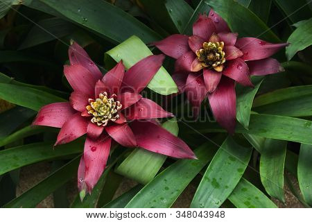Purple Guzmania Lingulata, Visible Drops Of Water, Top View