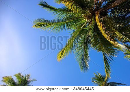 Sunny Palm Tree On Blue Sky Background. Tropical Island Nature. Optimistic Coco Palm Tree Landscape.