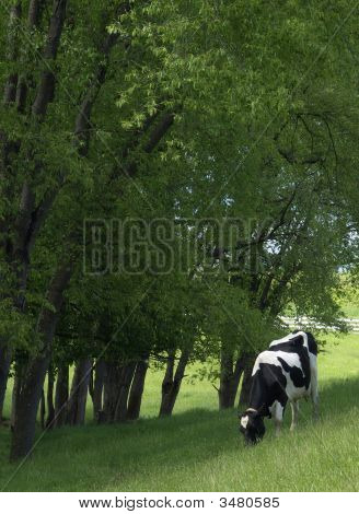Vaca pastando