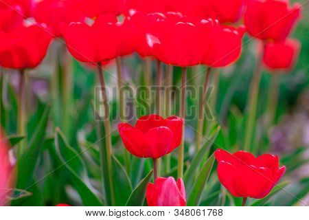 Beautiful Bright Red Tulips In The Photo With A Blurred Background And Soft Focus Trick For Greeting