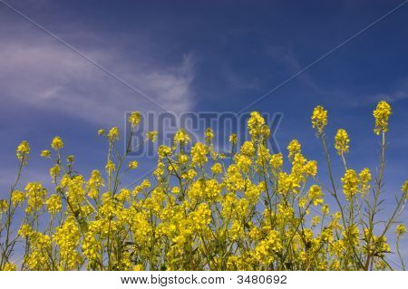 Pole hořčice květin v Kalifornii - Brassica Juncea, Brassica Nigra