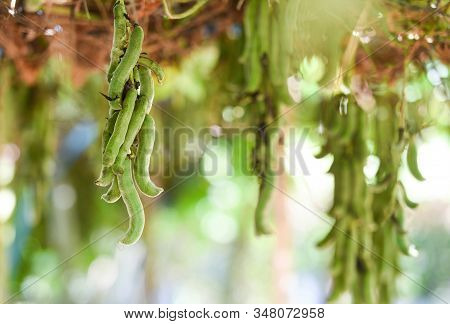 Cowhage Fruit Or Mucuna Pruriens Capitatus Hanging On Tree / Legminosae Papilionoideae