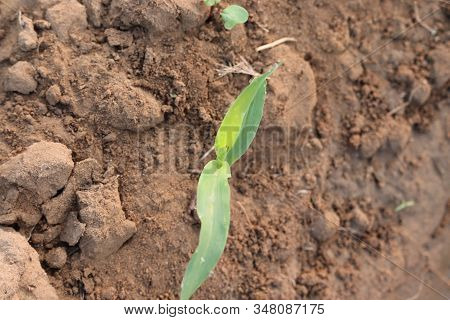 Young Green Corn Plant Growing On The Field. Young Corn Plants. Close-up Of Dew Drop On Maize Plant,