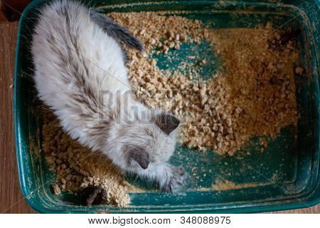 Closeup Of Cat Overweight Constipated Sick Trying To Go To The Bathroom In Box At Home Sad Looking D