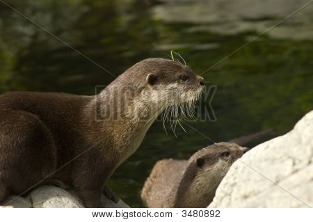 Malasian kurze konjunkturelle otter
