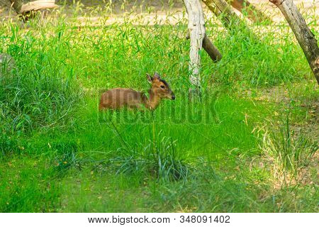Reeves's Muntjac (muntiacus Reevesi), Also Known As Chinese Muntjac